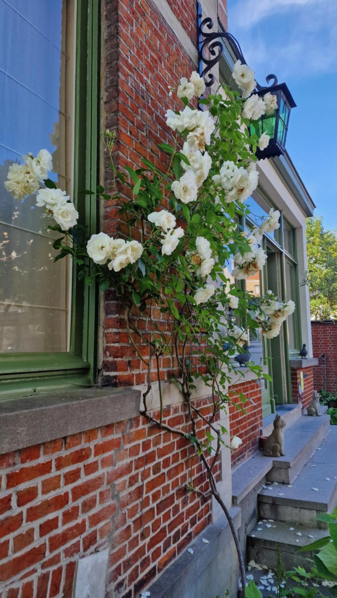 B&B Fine Fleur Bruges Exterior photo